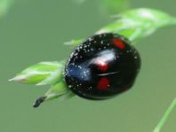 Vierfleckige Kugelmarienkäfer, Exochomus (Brumus) quadripustulatus