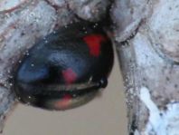 Vierfleckige Kugelmarienkäfer, Exochomus (Brumus) quadripustulatus