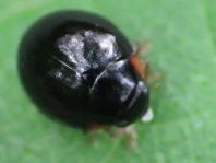 Exochomus nigromaculatus, Schwarzer Schildlaus-Marienkäfer