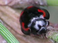 Vierfleckige Kugelmarienkäfer, Exochomus (Brumus) quadripustulatus