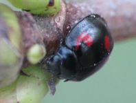 Vierfleckige Kugelmarienkäfer, Exochomus (Brumus) quadripustulatus