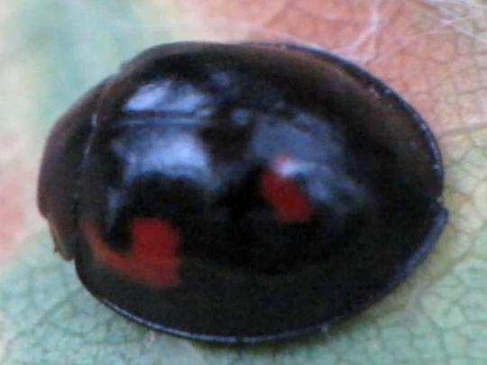 Vierfleckige Kugelmarienkäfer, Brumus (Exochomus) quadripustulatus