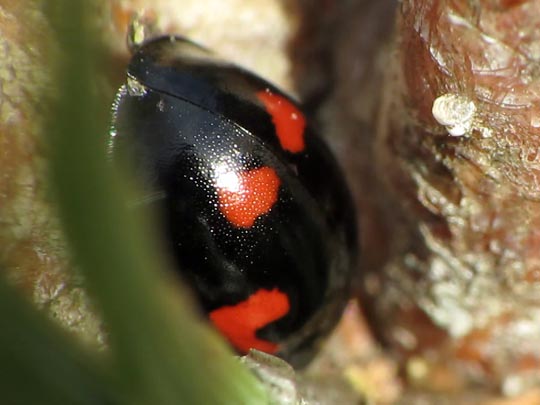 Vierfleckige Kugelmarienkäfer, Brumus (Exochomus) quadripustulatus