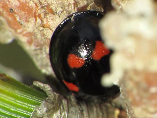 Vierfleckige Kugelmarienkäfer, Brumus (Exochomus) quadripustulatus