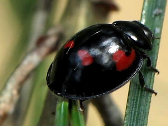 Vierfleckige Kugelmarienkäfer, Brumus (Exochomus) quadripustulatus
