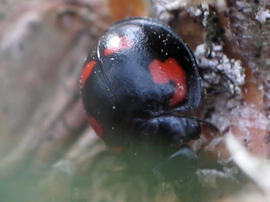 Vierfleckige Kugelmarienkäfer, Brumus (Exochomus) quadripustulatus