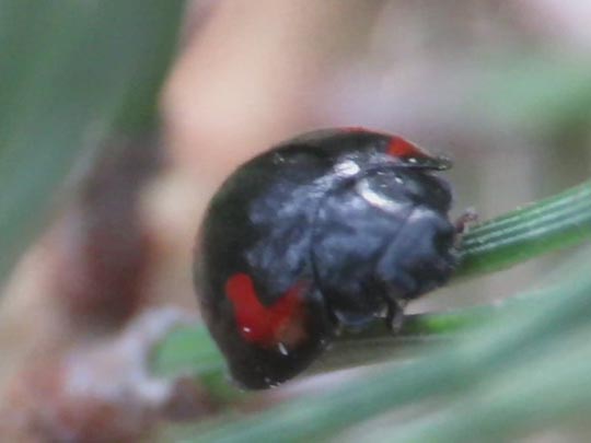 Vierfleckige Kugelmarienkäfer, Brumus (Exochomus) quadripustulatus