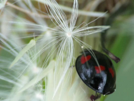 Vierfleckige Kugelmarienkäfer, Brumus (Exochomus) quadripustulatus