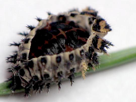 Vierfleckige Kugelmarienkäfer, Brumus (Exochomus) quadripustulatus