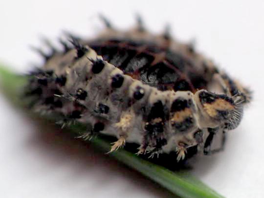 Vierfleckige Kugelmarienkäfer, Brumus (Exochomus) quadripustulatus
