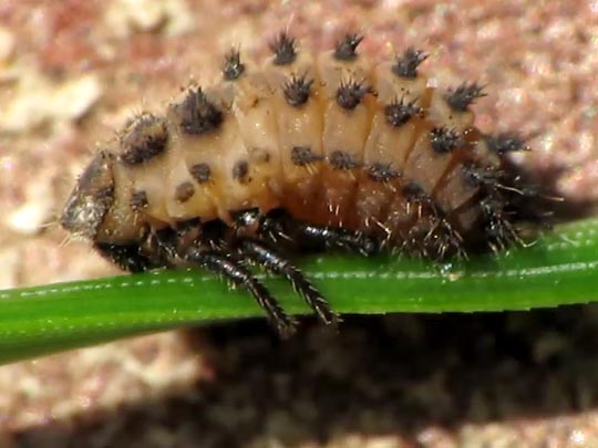 Vierfleckige Kugelmarienkäfer, Brumus (Exochomus) quadripustulatus