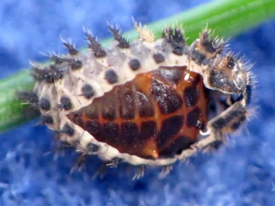 Vierfleckige Kugelmarienkäfer, Brumus (Exochomus) quadripustulatus