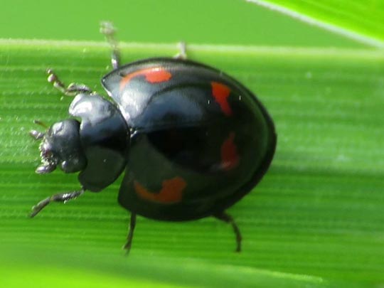 Vierfleckige Kugelmarienkäfer, Brumus (Exochomus) quadripustulatus