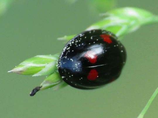 Vierfleckige Kugelmarienkäfer, Brumus (Exochomus) quadripustulatus