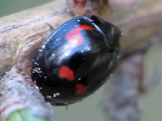 Vierfleckige Kugelmarienkäfer, Brumus (Exochomus) quadripustulatus