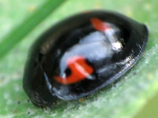 Vierfleckige Kugelmarienkäfer, Brumus (Exochomus) quadripustulatus
