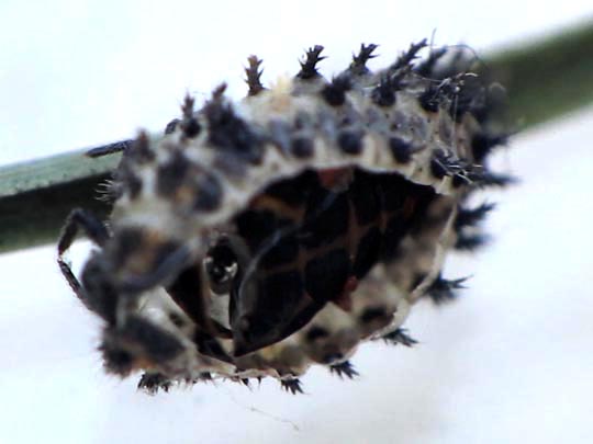 Vierfleckige Kugelmarienkäfer, Brumus (Exochomus) quadripustulatus
