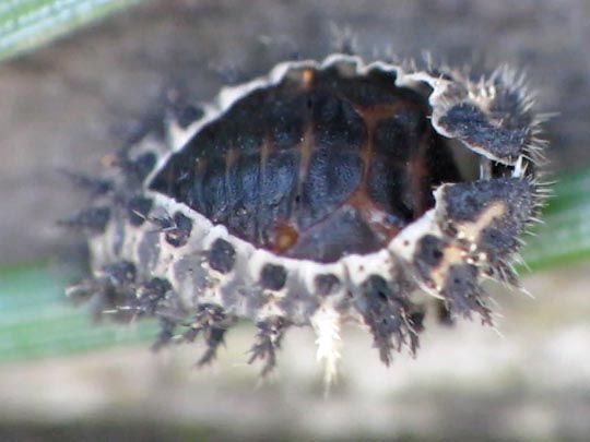 Vierfleckige Kugelmarienkäfer, Brumus (Exochomus) quadripustulatus