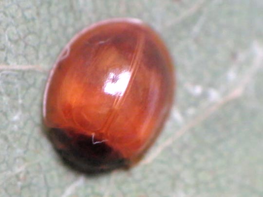 Vierfleckige Kugelmarienkäfer, Brumus (Exochomus) quadripustulatus