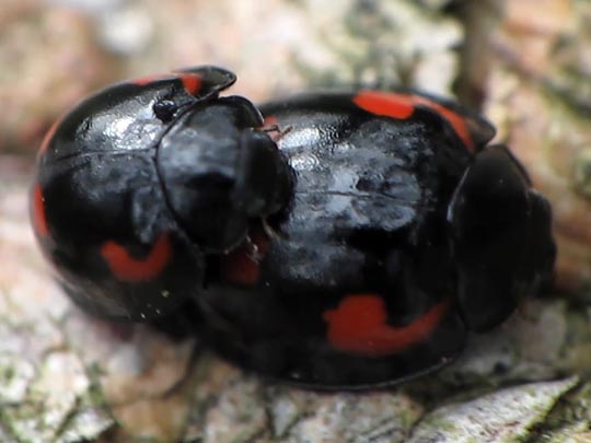 Vierfleckige Kugelmarienkäfer, Brumus (Exochomus) quadripustulatus