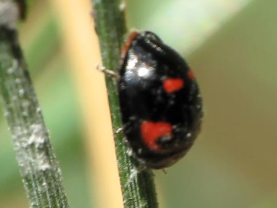 Vierfleckige Kugelmarienkäfer, Brumus (Exochomus) quadripustulatus