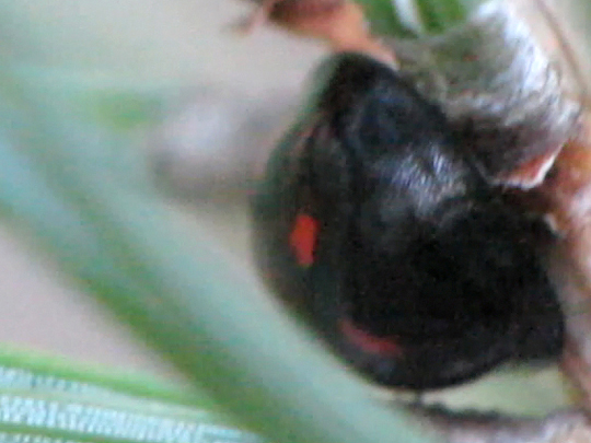 Vierfleckige Kugelmarienkäfer, Brumus (Exochomus) quadripustulatus