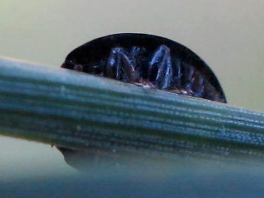 Vierfleckige Kugelmarienkäfer, Brumus (Exochomus) quadripustulatus