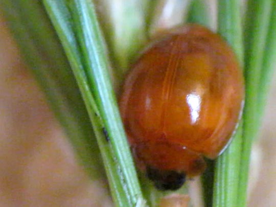 Vierfleckige Kugelmarienkäfer, Brumus (Exochomus) quadripustulatus