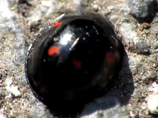 Vierfleckige Kugelmarienkäfer, Brumus (Exochomus) quadripustulatus