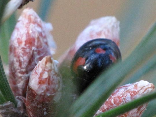 Vierfleckige Kugelmarienkäfer, Brumus (Exochomus) quadripustulatus