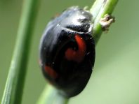 Vierfleckige Kugelmarienkäfer, Exochomus (Brumus) quadripustulatus