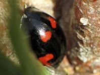 Vierfleckige Kugelmarienkäfer, Exochomus (Brumus) quadripustulatus