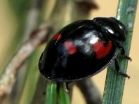 Vierfleckige Kugelmarienkäfer, Brumus (Exochomus) quadripustulatus