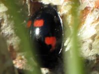 Vierfleckige Kugelmarienkäfer, Exochomus (Brumus) quadripustulatus