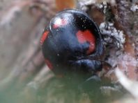 Vierfleckige Kugelmarienkäfer, Exochomus (Brumus) quadripustulatus