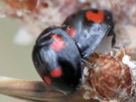 Vierfleckige Kugelmarienkäfer, Exochomus (Brumus) quadripustulatus