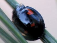 Vierfleckige Kugelmarienkäfer, Brumus (Exochomus) quadripustulatus