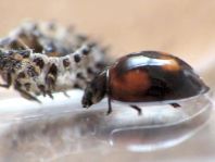 Vierfleckige Kugelmarienkäfer, Brumus (Exochomus) quadripustulatus