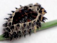 Vierfleckige Kugelmarienkäfer, Brumus (Exochomus) quadripustulatus