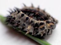 Vierfleckige Kugelmarienkäfer, Brumus (Exochomus) quadripustulatus