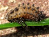 Vierfleckige Kugelmarienkäfer, Brumus (Exochomus) quadripustulatus