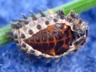 Vierfleckige Kugelmarienkäfer, Brumus (Exochomus) quadripustulatus
