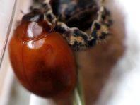 Vierfleckige Kugelmarienkäfer, Brumus (Exochomus) quadripustulatus