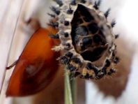 Vierfleckige Kugelmarienkäfer, Brumus (Exochomus) quadripustulatus