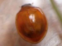 Vierfleckige Kugelmarienkäfer, Brumus (Exochomus) quadripustulatus