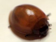 Vierfleckige Kugelmarienkäfer, Brumus (Exochomus) quadripustulatus