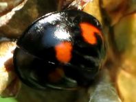 Vierfleckige Kugelmarienkäfer, Brumus (Exochomus) quadripustulatus