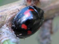 Vierfleckige Kugelmarienkäfer, Exochomus (Brumus) quadripustulatus