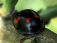 Vierfleckige Kugelmarienkäfer, Brumus (Exochomus) quadripustulatus