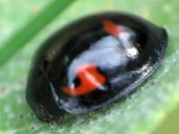 Vierfleckige Kugelmarienkäfer, Brumus (Exochomus) quadripustulatus